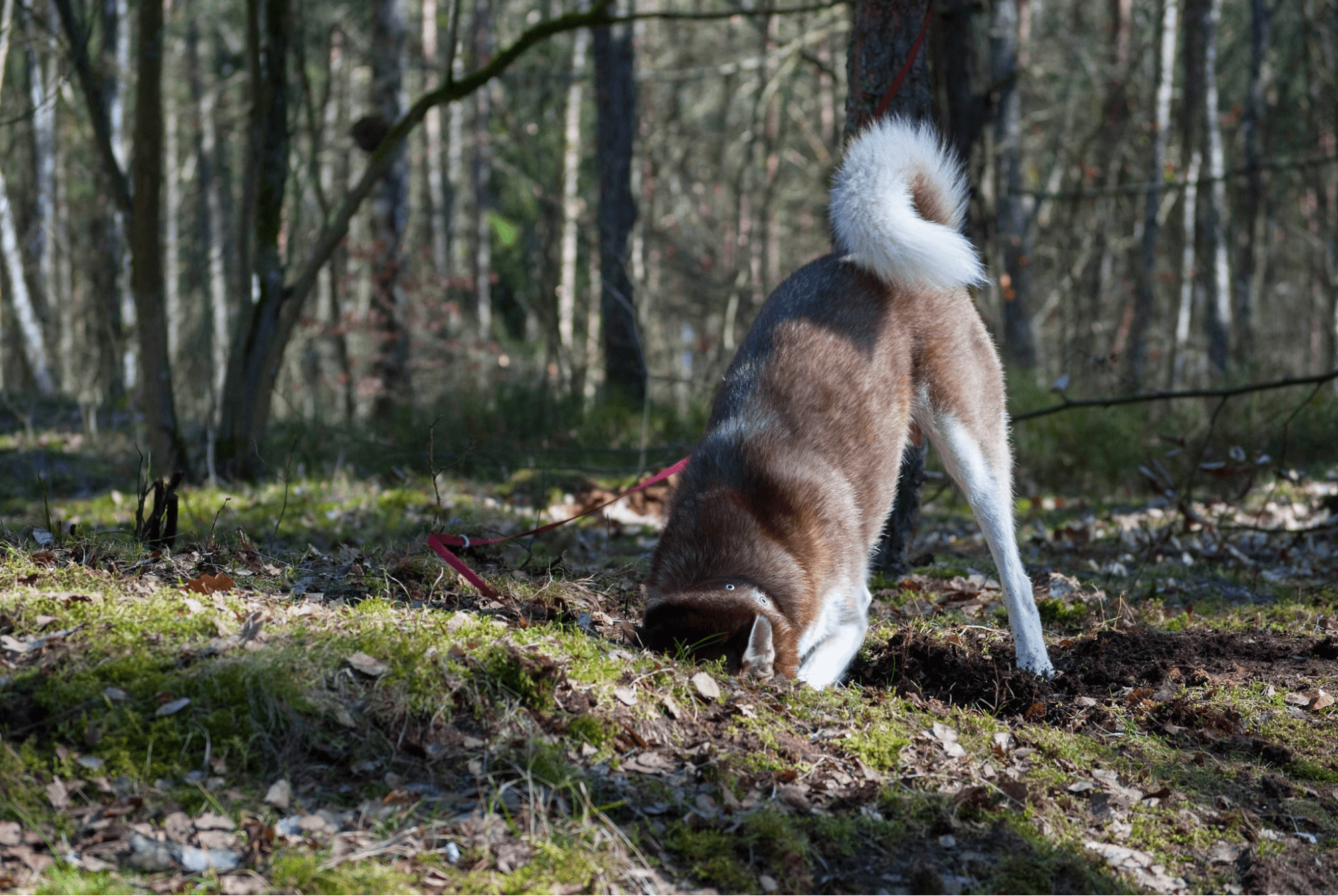 Dog changing location