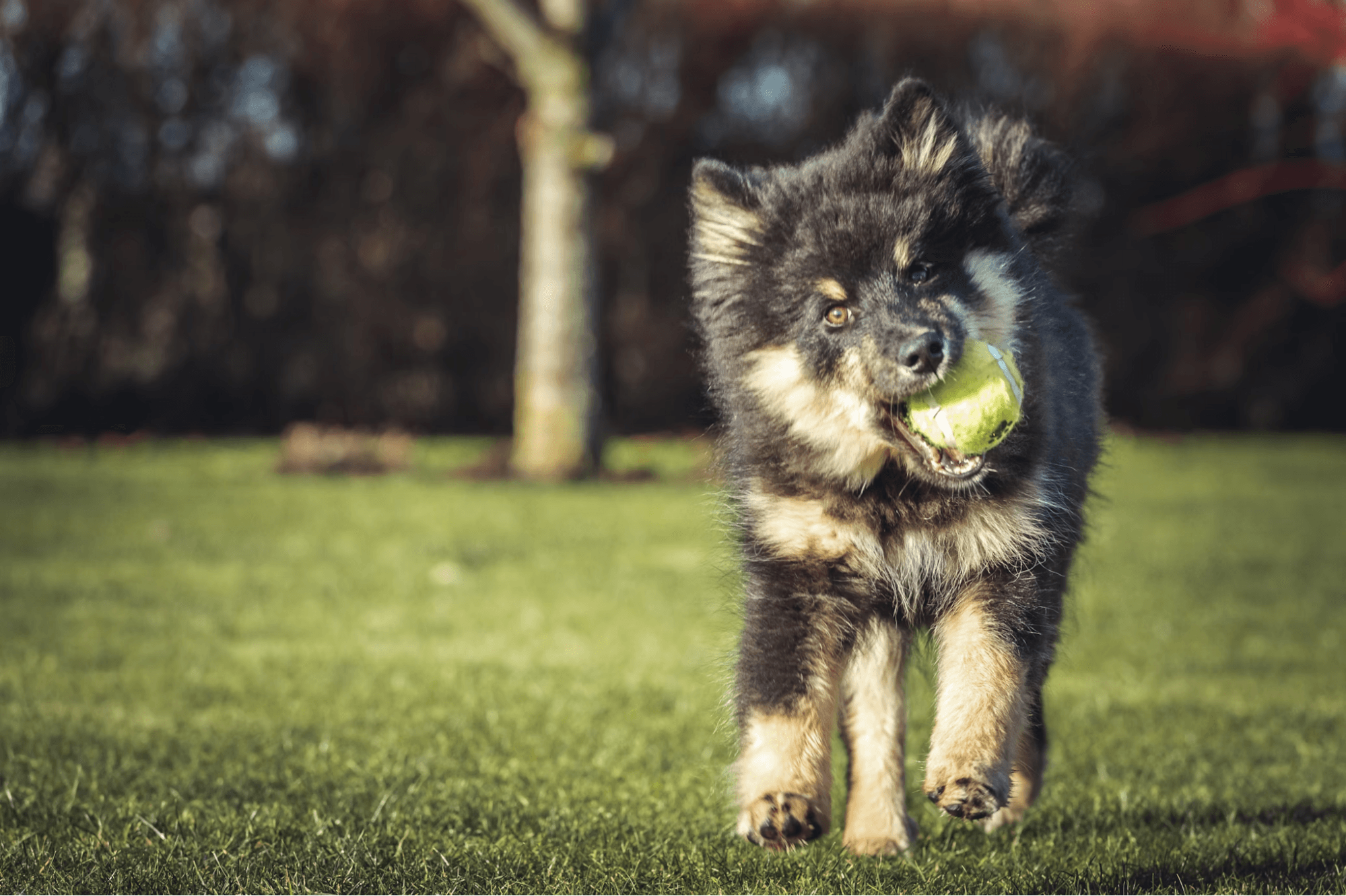 Dog playing fetch