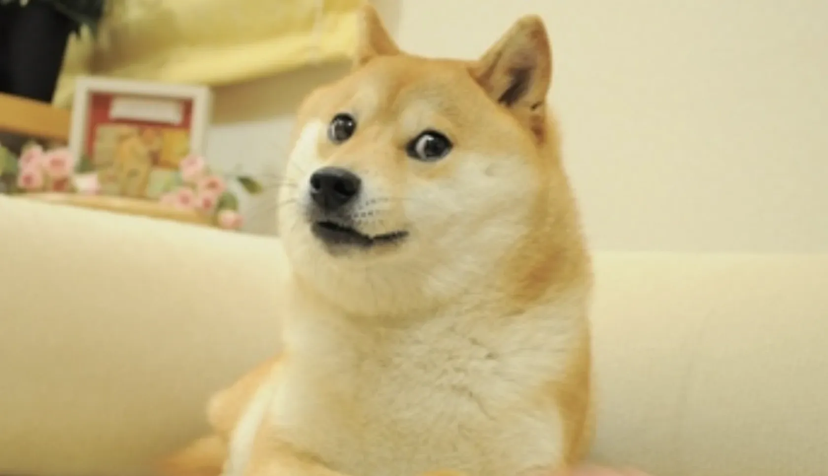 The Original Doge Dogecoin meme