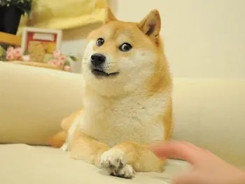 The original Doge meme that inspired the DOGE memecoin